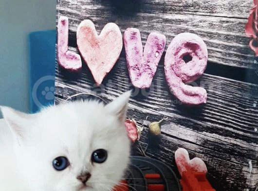 Full Üretim Secereli 30 Günlük Dişi Yavru Silverpoint Ns1133 British Shorthair görsel
