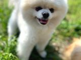 Sevimli Pomeranian Yavrumuz