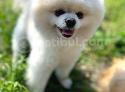 Sevimli Pomeranian Yavrumuz
