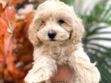 Sevimli Maltipoo Yavrumuz