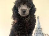 Sevimli Poodle