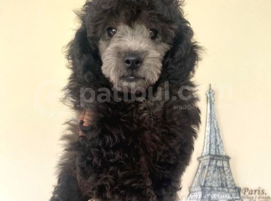 Sevimli Poodle görsel