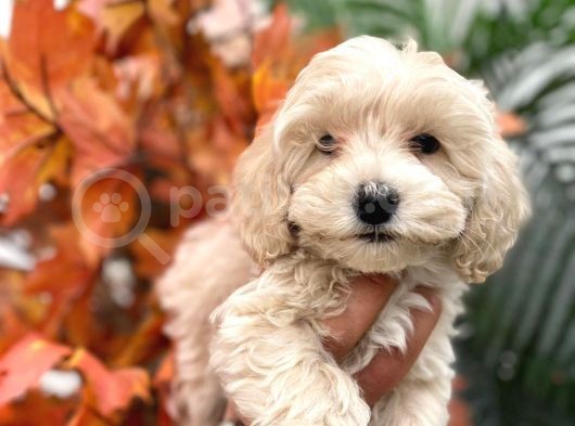 Sevimli Maltipoo Yavrumuz görsel
