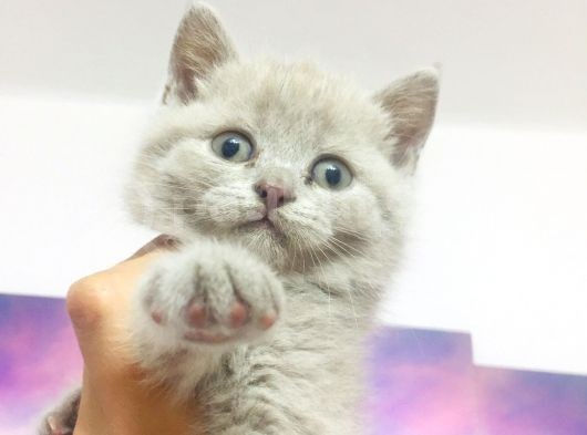 Dişi Lilac Fawn görsel