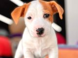 Kısa Bacak Jack Russel Yavrular