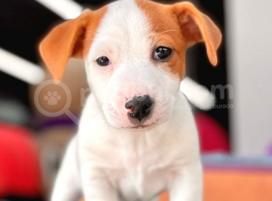 Kısa Bacak Jack Russel Yavrular