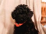 Poodle Yavrumuz