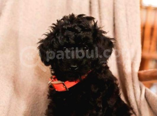 Poodle Yavrumuz görsel