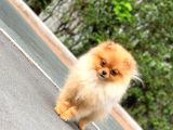 6 Aylık Dişi Teacup Pomeranian 1Kg