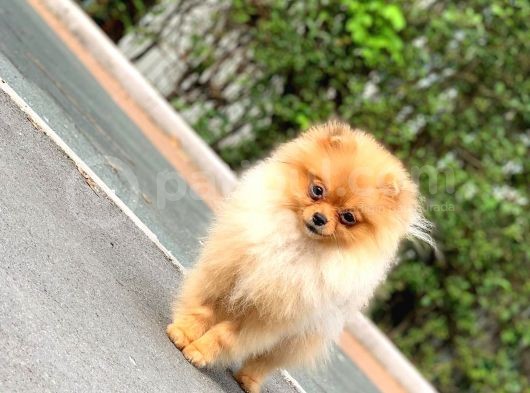 6 Aylık Dişi Teacup Pomeranian 1Kg görsel