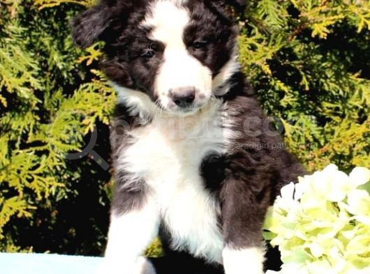 Sevimli Border Collie Yavrumuz görsel
