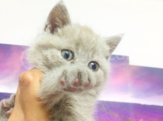 Dişi Lilac Fawn görsel
