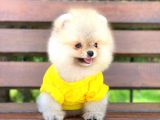 Yavru Pomerian