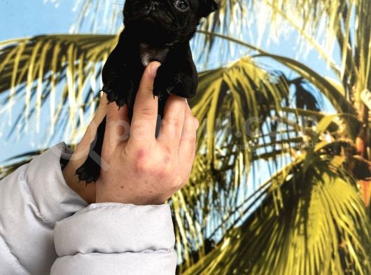A Kalite Pug Mops Yavruları görsel