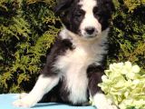 Sevimli Border Collie Yavrumuz