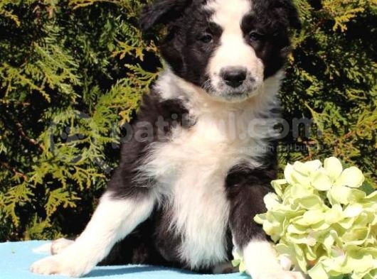 Sevimli Border Collie Yavrumuz
