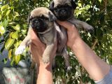 A Kalite Pug Mops Yavruları