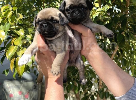 A Kalite Pug Mops Yavruları görsel