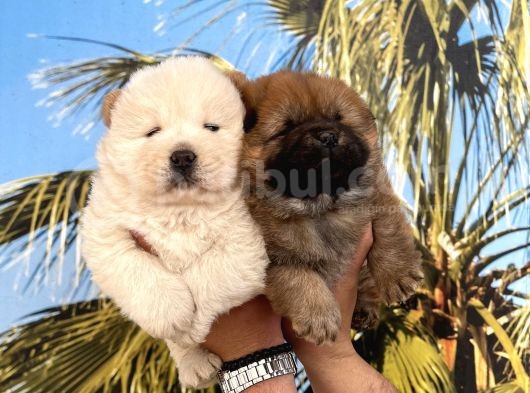 A Kalite Chow Chow Yavrular