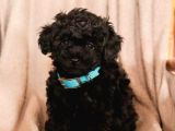 Poodle Yavrumuz