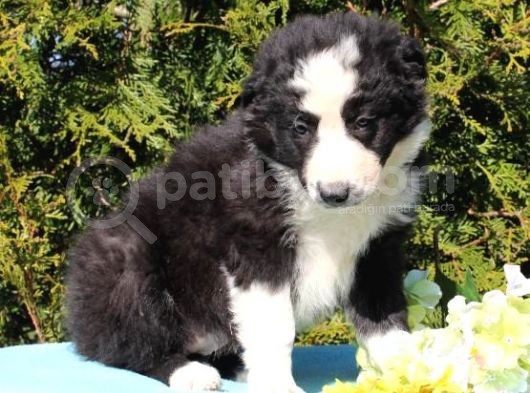 Sevimli Border Collie Yavrumuz görsel