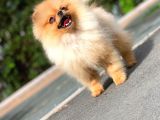 6 Aylık Dişi Teacup Pomeranian 1kg