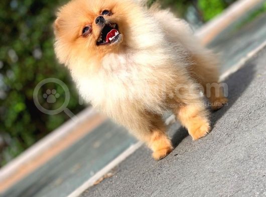 6 Aylık Dişi Teacup Pomeranian 1Kg