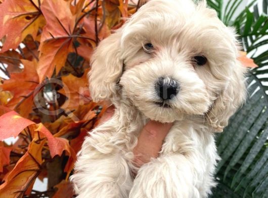 Sevimli Maltipoo Yavrumuz