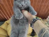 British Shorthair Yavruları