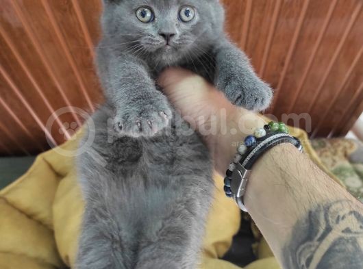 British Shorthair Yavruları görsel
