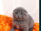 Scottish Fold Yavru