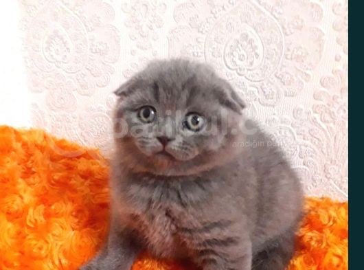 Scottish Fold Yavru görsel