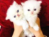 British Shorthair Yavruları