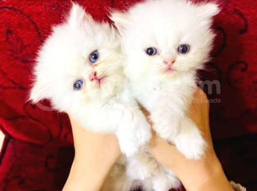 British Shorthair Yavruları