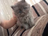 British Shorthair Yavruları