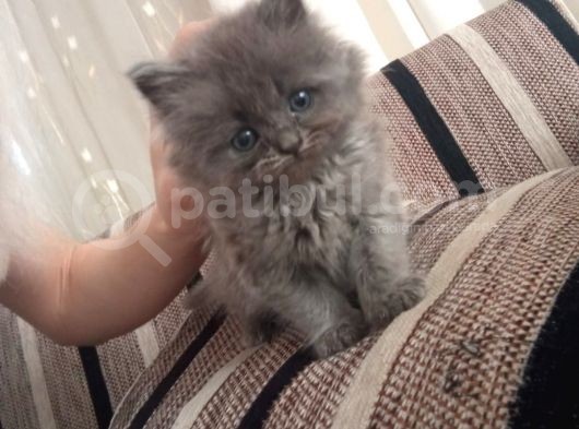 British Shorthair Yavruları görsel