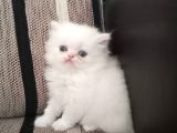 British Shorthair Yavruları