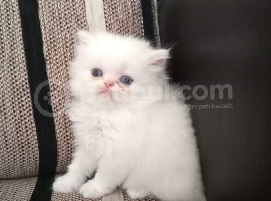 British Shorthair Yavruları görsel