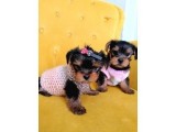 Secereli Yorkie Bebekler
