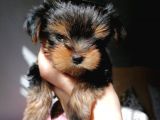 Secereli Yorkie Bebekler