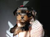 Secereli Yorkie Bebekler
