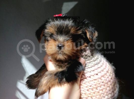 Secereli Yorkie Bebekler görsel