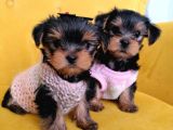 Secereli Yorkie Bebekler