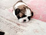 Secereli Shih Tzu Yavrularımız