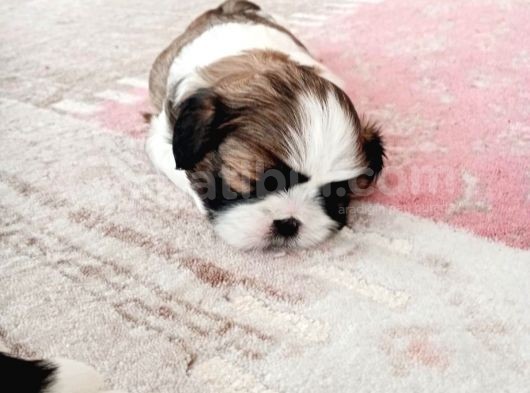Secereli Shih Tzu Yavrularımız görsel