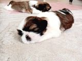 Secereli Shih Tzu Yavrularımız