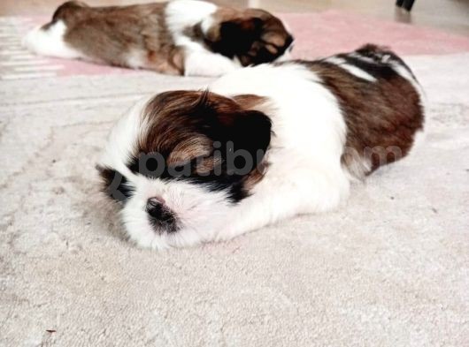 Secereli Shih Tzu Yavrularımız