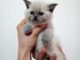 British Shorthair Yavruları