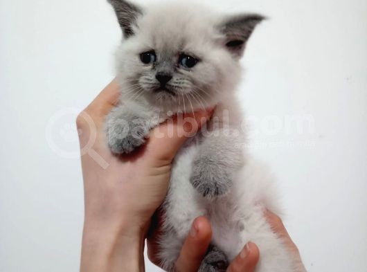 British Shorthair Yavruları görsel
