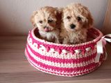 Secereli Maltipoo Yavrularımız